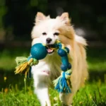 Pet Toys Reviews
