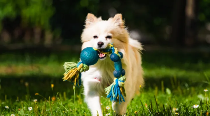 Pet Toys Reviews
